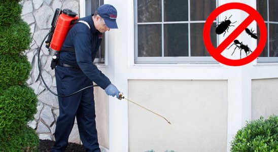 Hopa Tahtakurusu İlaçlama böcek ilaçlama ve haşere kontrolü — ilaclama-tr.com